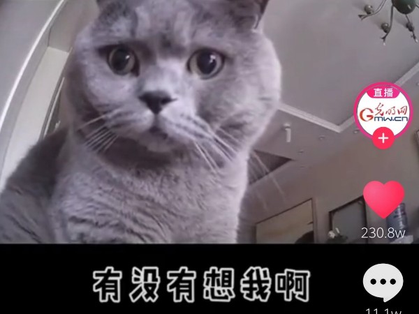 疫情當(dāng)前，安防監(jiān)控攝像頭下的“寵物”讓人淚目